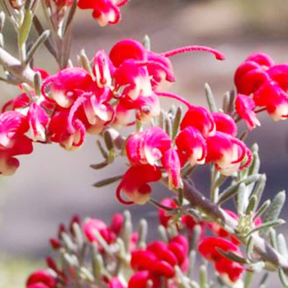 Amazon.co.jp: グレビレア・ラベンダーグレビレア 7号鉢【品種で