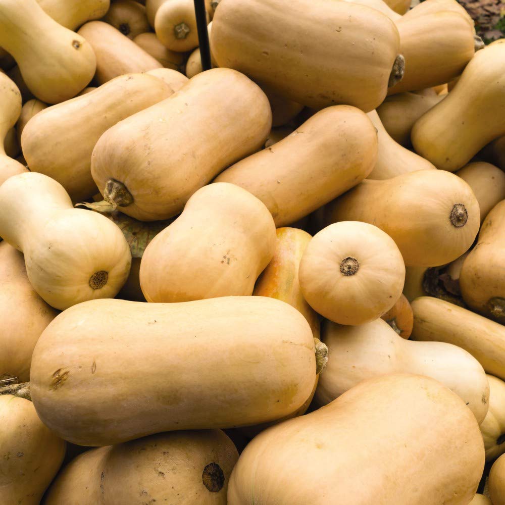 Winter Squash 'Waltham Butternut' Seeds Cucurbita Moschata Annual Vegetable Garden Plants 1 Packet 6 Seeds by Thompson and Morgan