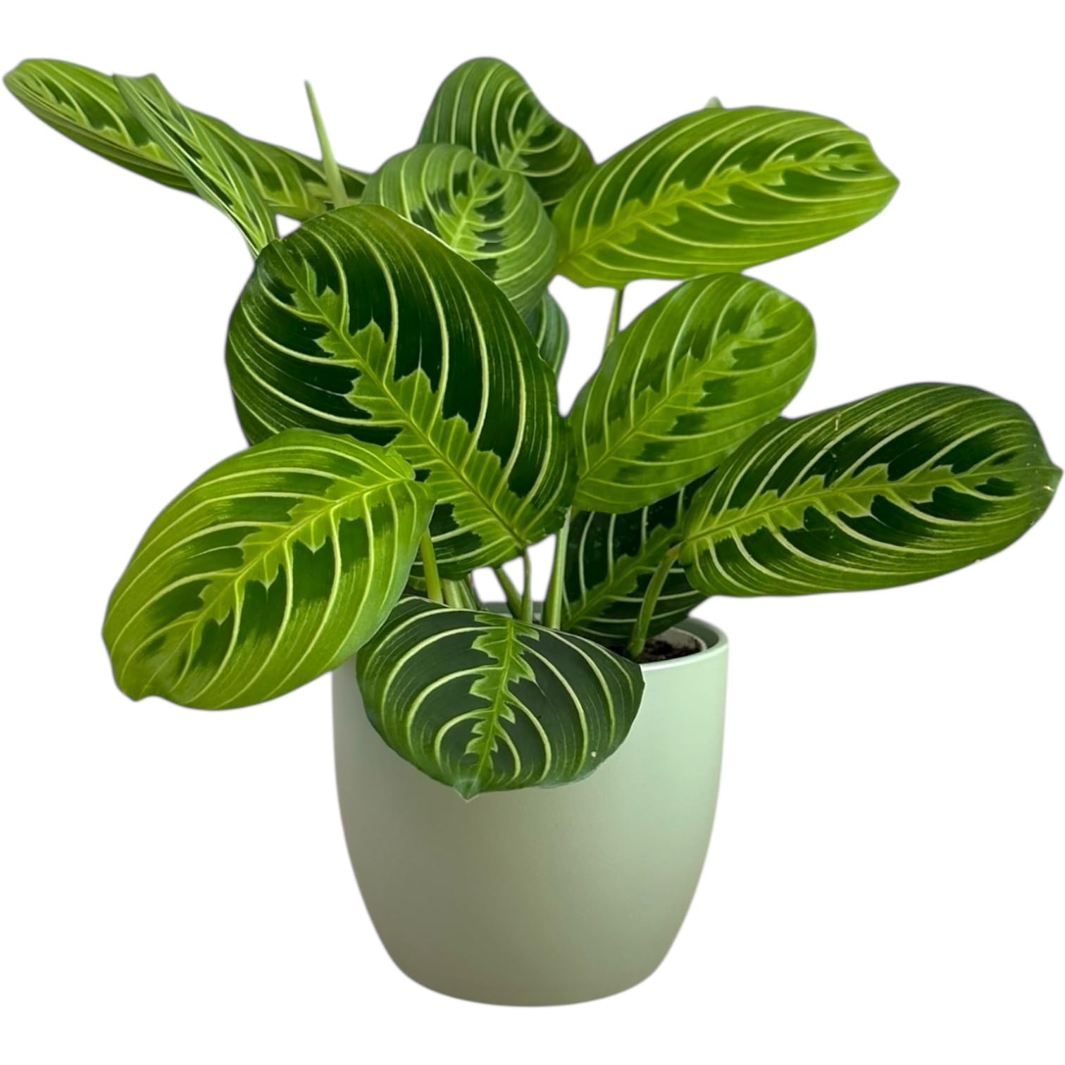 Prayer Plant Lemon Lime Maranta