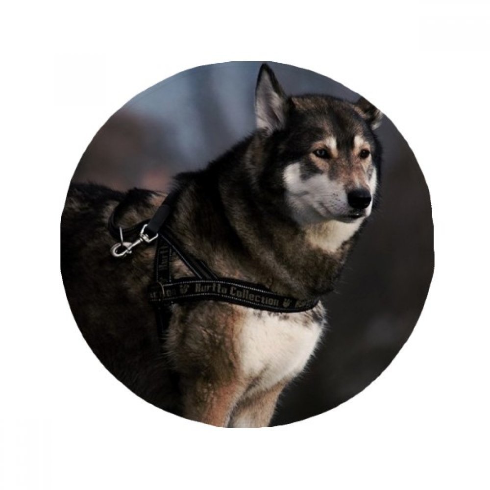 Tapis de chien Husky rond 50cm antidérapant multicolore pour sol