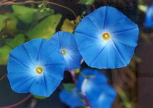 Miniatura 1 de 200 semillas tricolores de flores azules celestiales