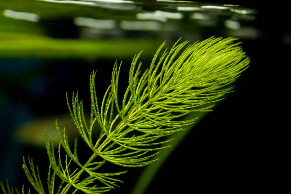 Hornwort plant for aquarium || Aquarium plant of hornwort || 12 plants (B0CT2V5CYB) Amazon Price History, Amazon Price Tracker