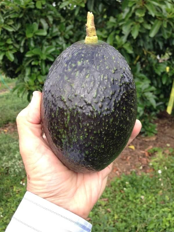GREEN VOLCANO Black Hass Avocado Original Grafted Live Plant Persea Americana Alligator Pear Butter Fruit Veṇṇey Evokaido Phal Aveakkadea Phalam 1 Healthy Plant (Without Pot) Size 1.5-2 ft (B0DCZVZHRF) Amazon Price History, Amazon Price Tracker