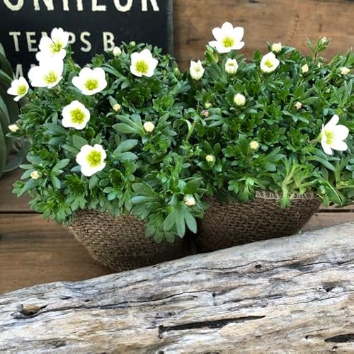 2個セット 雲間草ホワイト こんもり丸型 寒さに強い ガーデニング