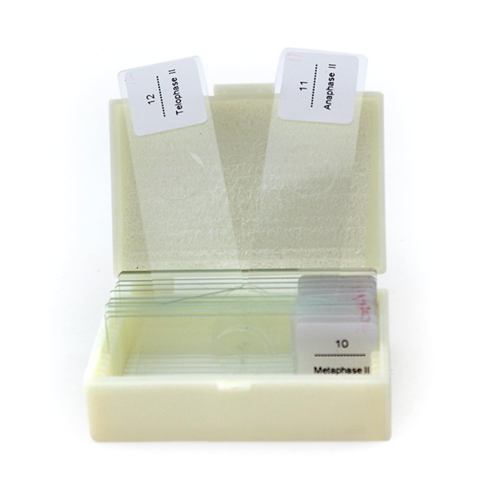 Onion Anther Mitosis for Plant Genetics, Biology, Science Classes, Higher Education Research Details Transparent Cytogenetic Sections (Pack of 12)