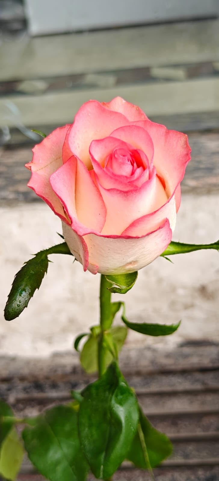 Luna Enterpriesce Fresh Pink Live Rose, Single Stem with Green Leaves, Anniversary Wedding Gift for Partner-image-24