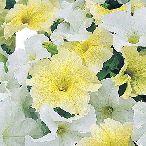 M-Tech Gardens Rare Exotic " Banana Milkshake " Petunia 100 Seeds Pack for growing