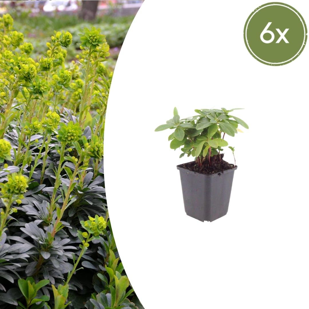 Euphorbia amygdaloides Robbiae – 24 rośliny Ø 9 cm – wysokość 10-25 cm – wiecznie zielona roślina okrywowa do cienia i półcienia – żółto-zielone kwiaty wiosenne – mrozoodporna w pielęgnacji