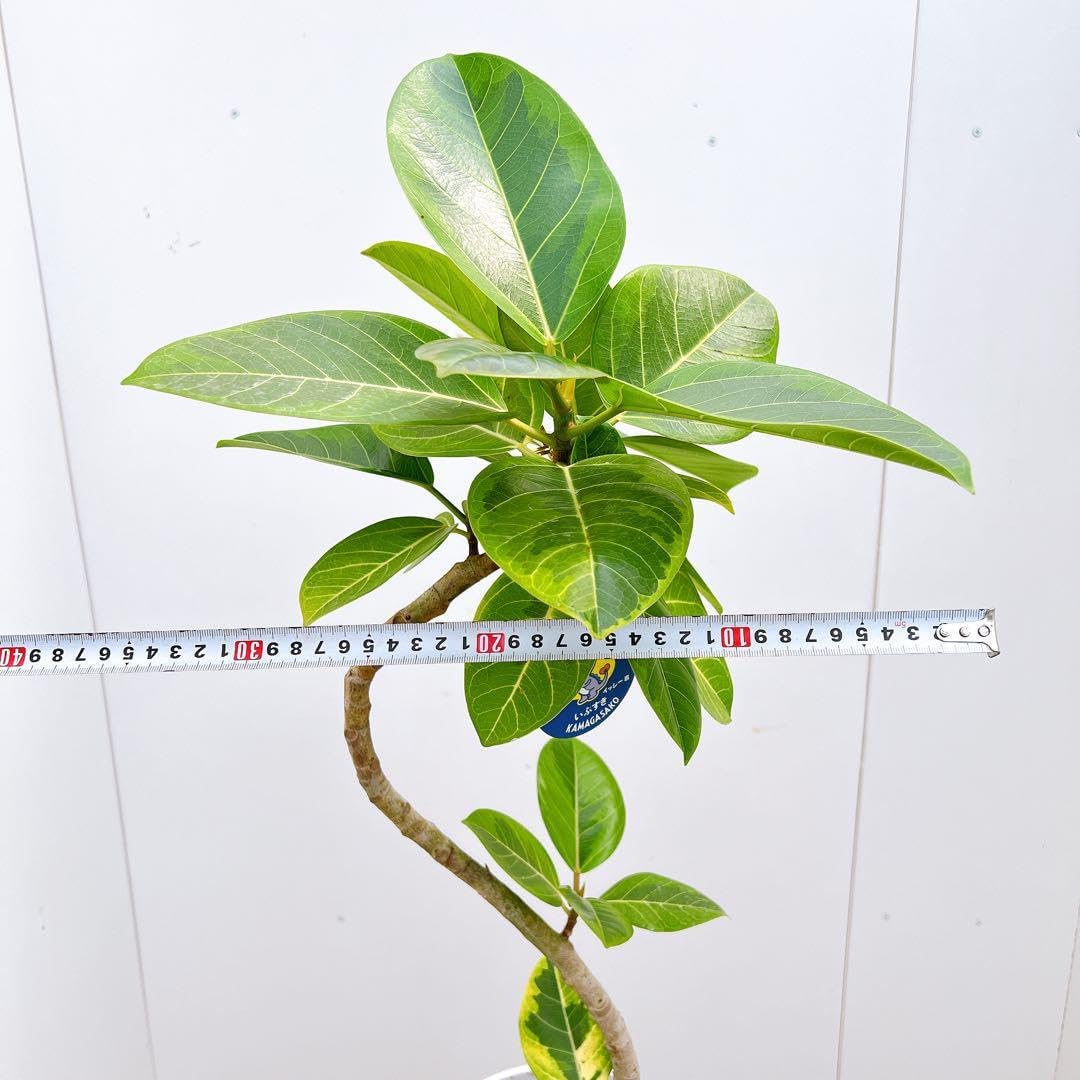 フィカス ゴムの木 アルテシマ 曲がり 5番 インテリアグリーン 観葉