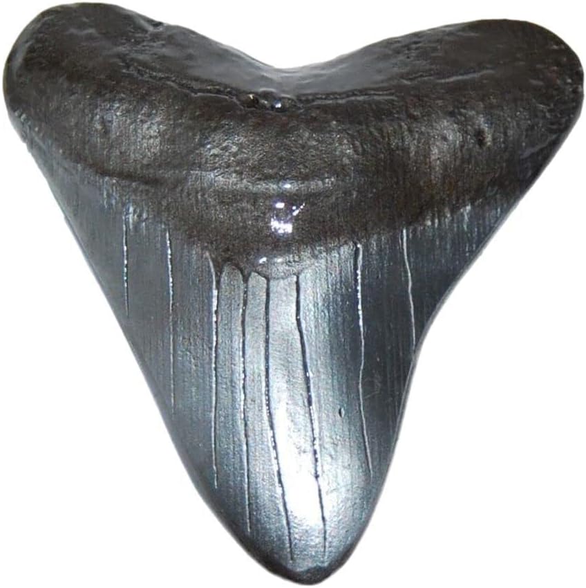 Fossils, Meteorites, & More Megalodon Tooth (Replica) Metal Belt Buckle Giant Fossil Shark