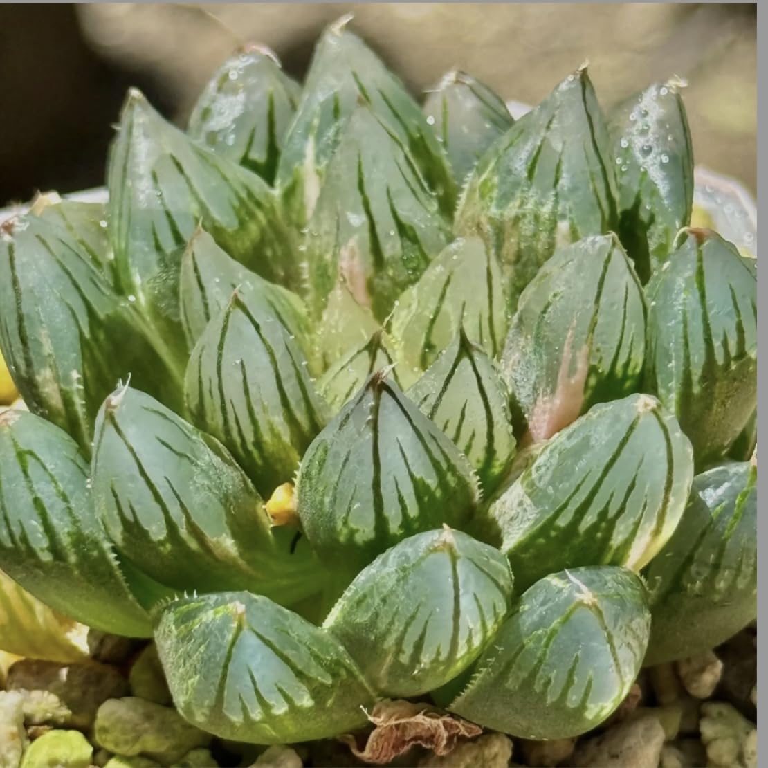 Amazon｜多肉植物 観葉植物 ハオルチア ハオルシア 竜爪オブツーサ錦
