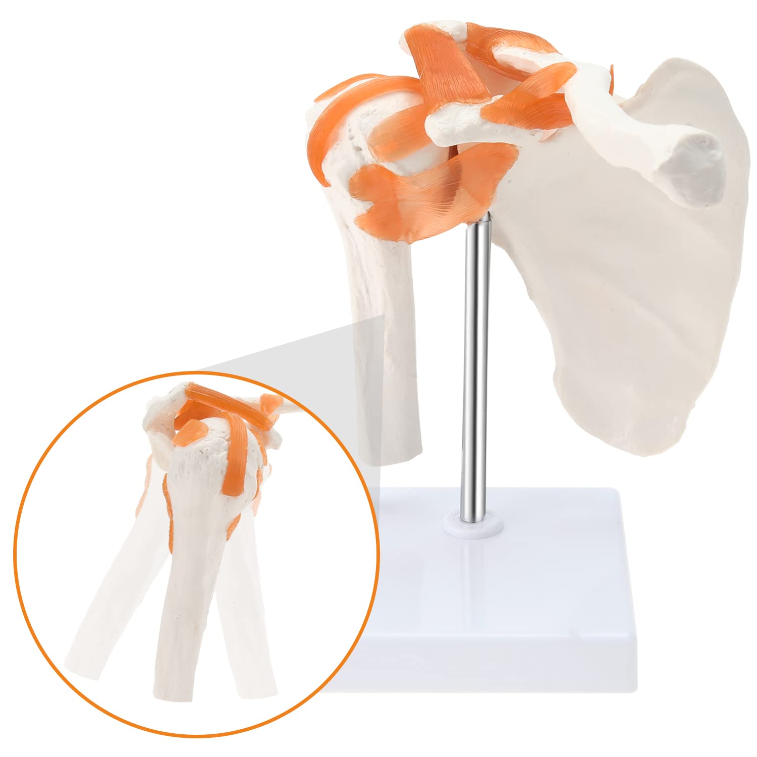 SOMSO 肩関節模型 31m0EVi+cPL.jpg