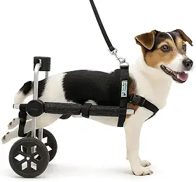 Cadeira de Rodas para Cachorro Tamanho P Pequeno Pet Best Soluções BasicLine