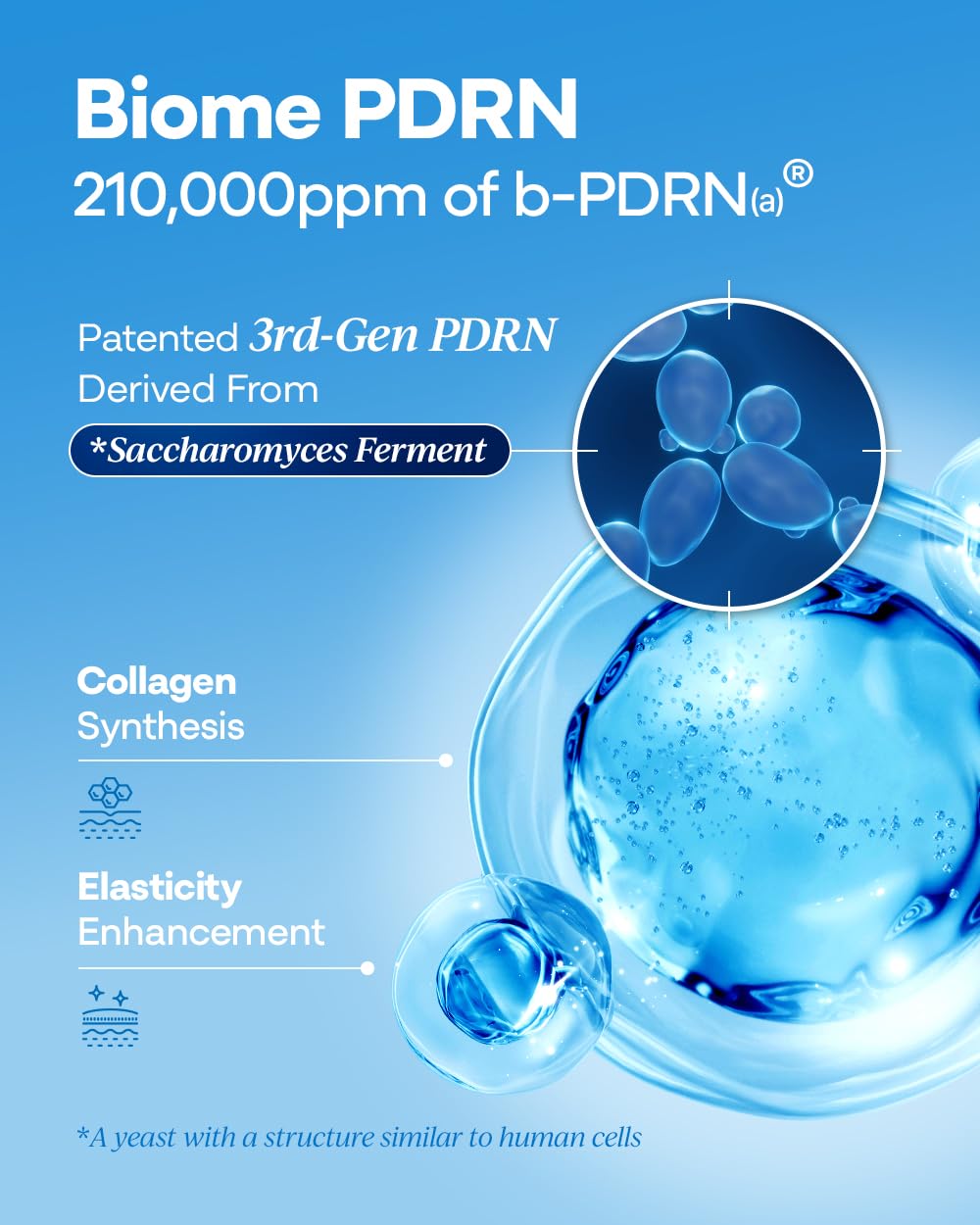 PDRN 500 Ampoule – Firming & Hydrating Serum with PDRN, Peptides, Collagen & Hyaluronic Acid | Korean Skincare for Sensitive Skin | Fragrance-Free | 1.01 fl oz - Image 4