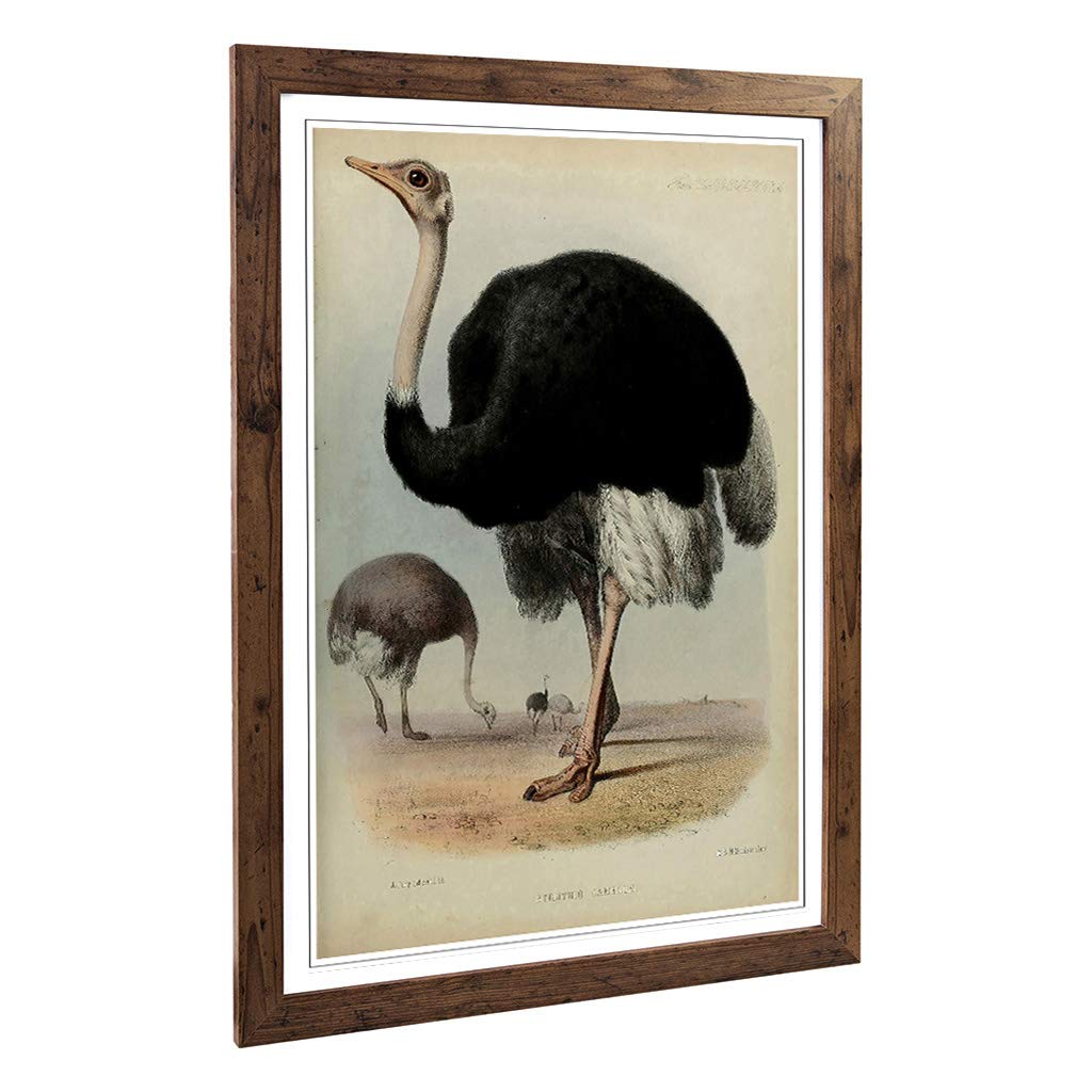 Big Box Art Framed Print of Vintage Jury. J Ostrich Design | Wall Art Picture | Home Decor for Kitchen, Living, Dining Room, Bedroom, Hallway, Office, Walnut, A2 / 24.5x18 Inch / 62x45cm