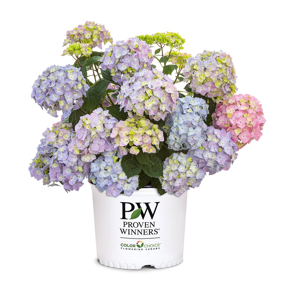 Proven Winners Let's Dance Skyview Hydrangea