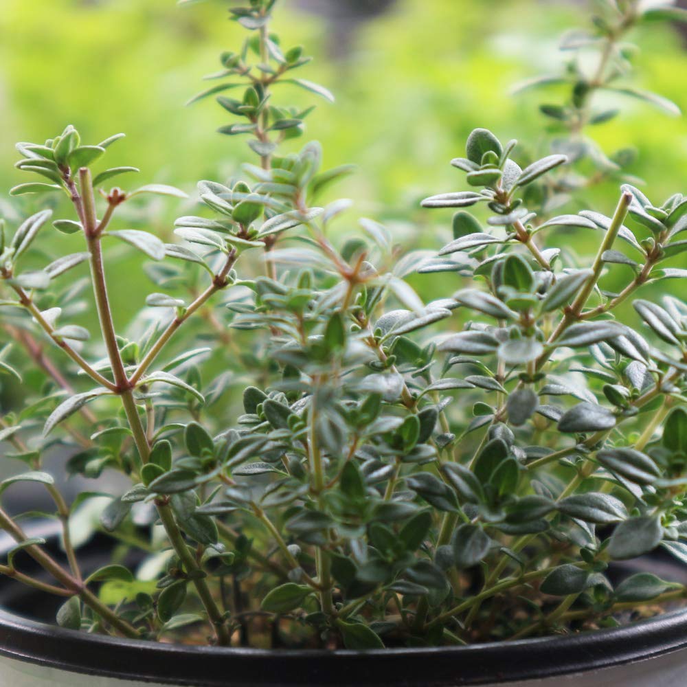 ハーブ苗レモンタイム レモンタイム・無農薬9cmポット苗