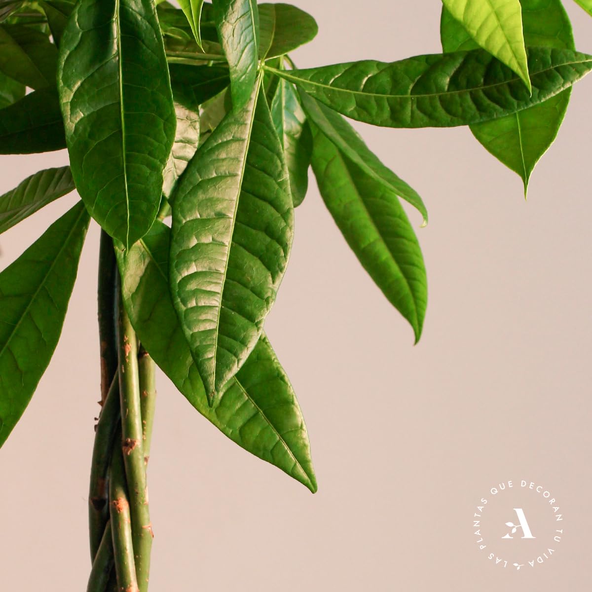 Pachira Aquatica o Árbol del dinero | Planta natural ideal para interior disponible en dos alturas (Alt. 70-80 cm | 19ø)