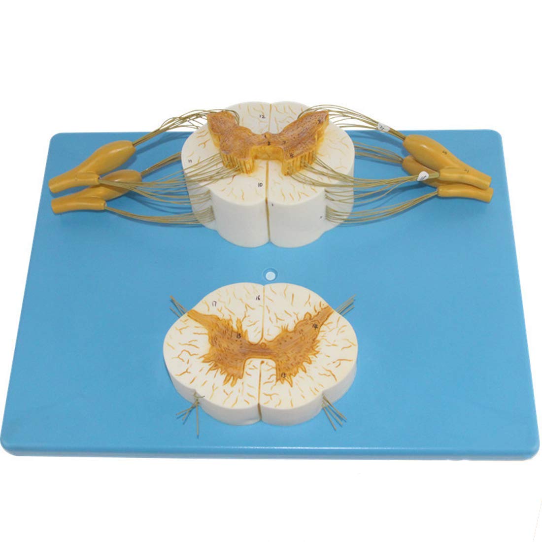 Educational Model The Spine And The Spinal Nerve Cross Section Of The Model Spinal Cord - In Three Dimensions Of The Spine Morphology Of Nerve Cord for Medical Education