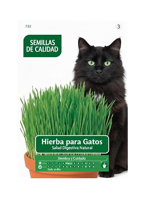 DECOALIVE Hierba Gatera en Semillas para Cultivar Fácilmente en Interior