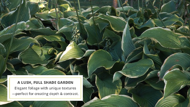 Hosta