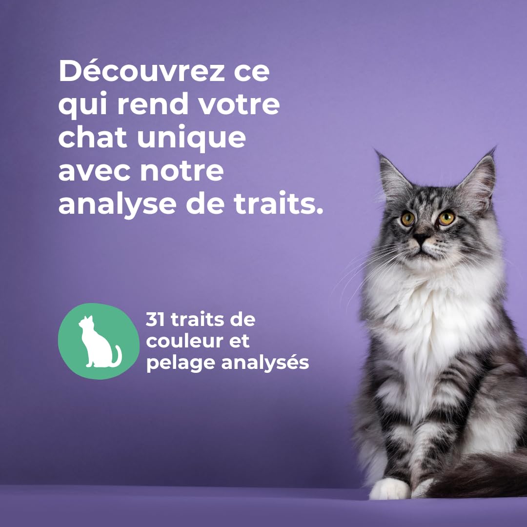 Felome Genetic Assessment for Cat DNA Test for 56 Genetic Diseases and 31 Traits - Blood Type and Drug Sensitivity - Image 4