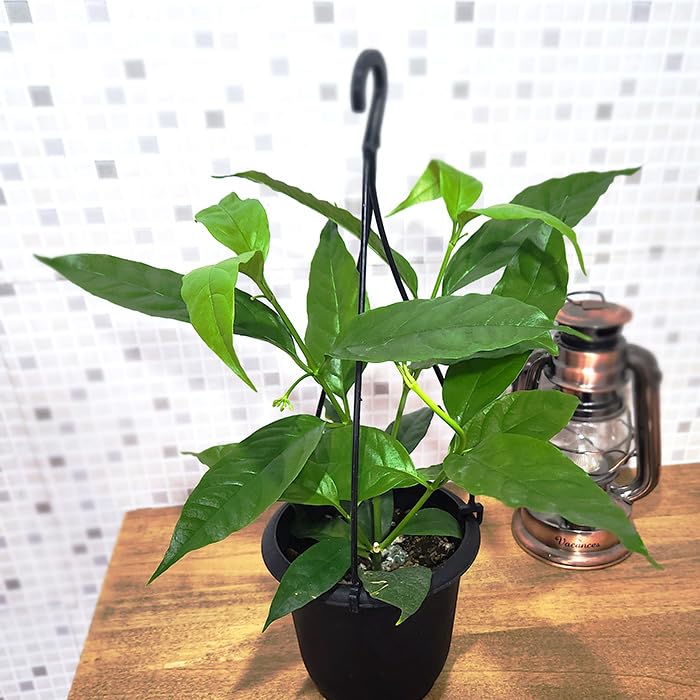こ*ろ様 観葉植物　吊り鉢　ハンギング　7種アソート　バンダ　ホヤ こ*ろ様 観葉植物 吊り鉢 ハンギング 7種アソート バンダ ホヤ
