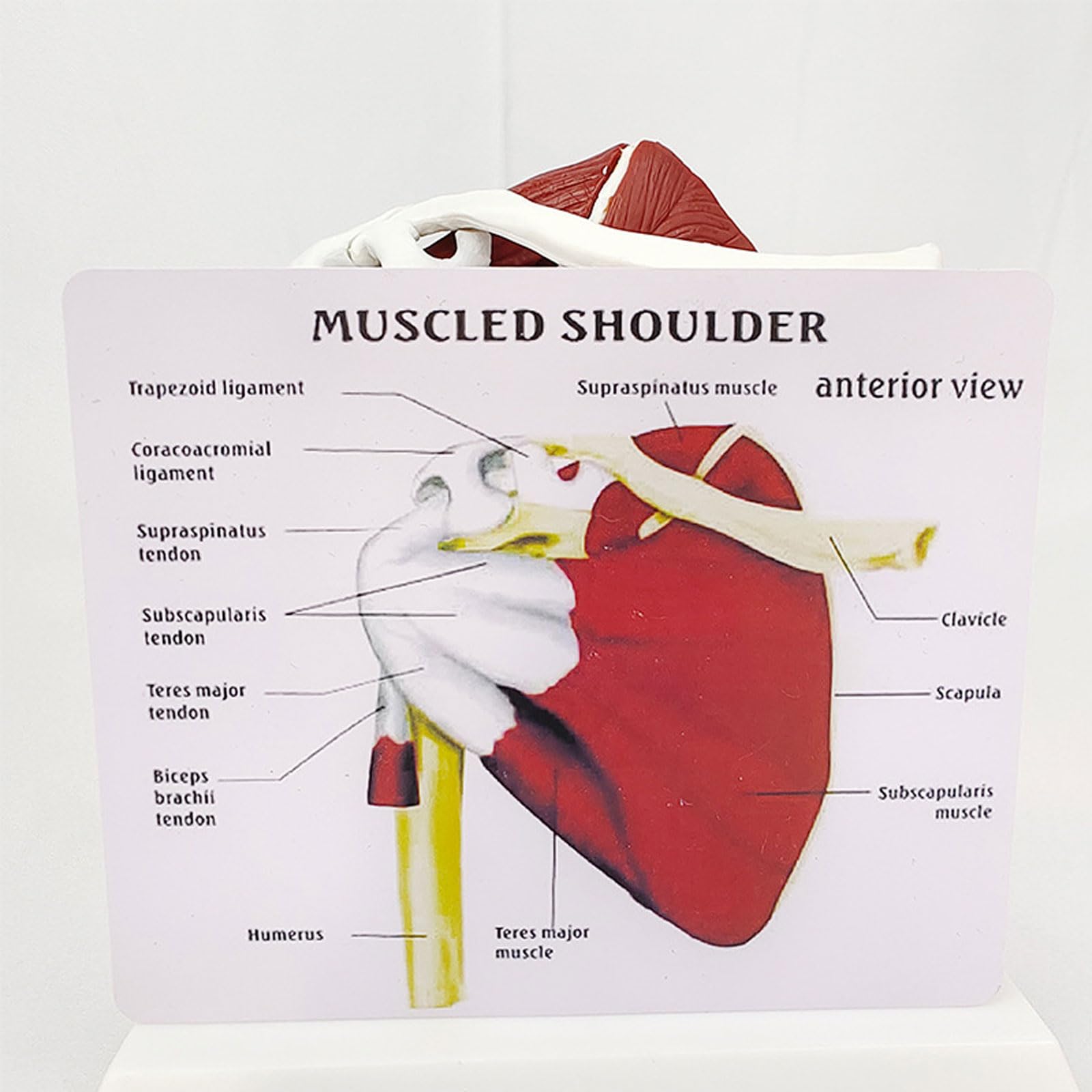 Anatomía Humana Musculoso Hombro Cinturón Escápula Clavícula Modelo Esqueleto Articulación Ligamento Médico Equipo De Enseñanza