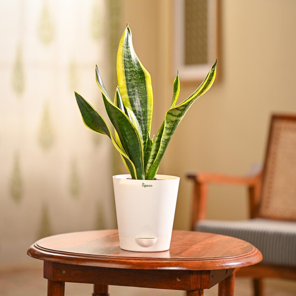 ugaoo sansevieria superba green snake plant with self watering pot