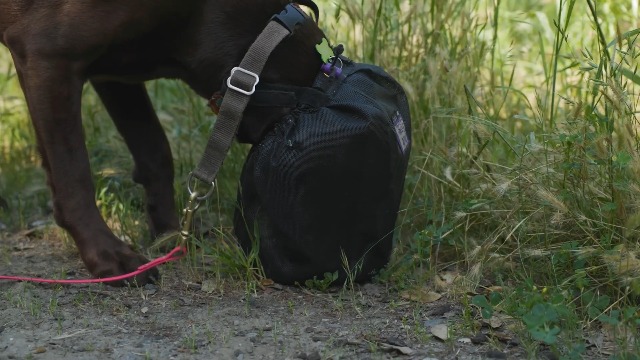 Amazon.com : Out Fox Field Guard Size XXS - Vet-Recommended Dog