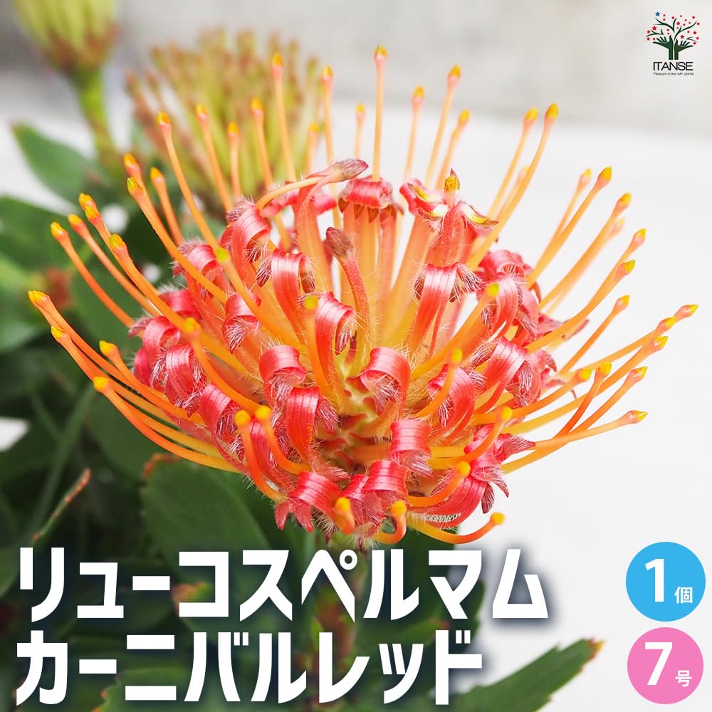 Amazon.co.jp: ITANSE リューコスペルマム カーニバルレッド 7号