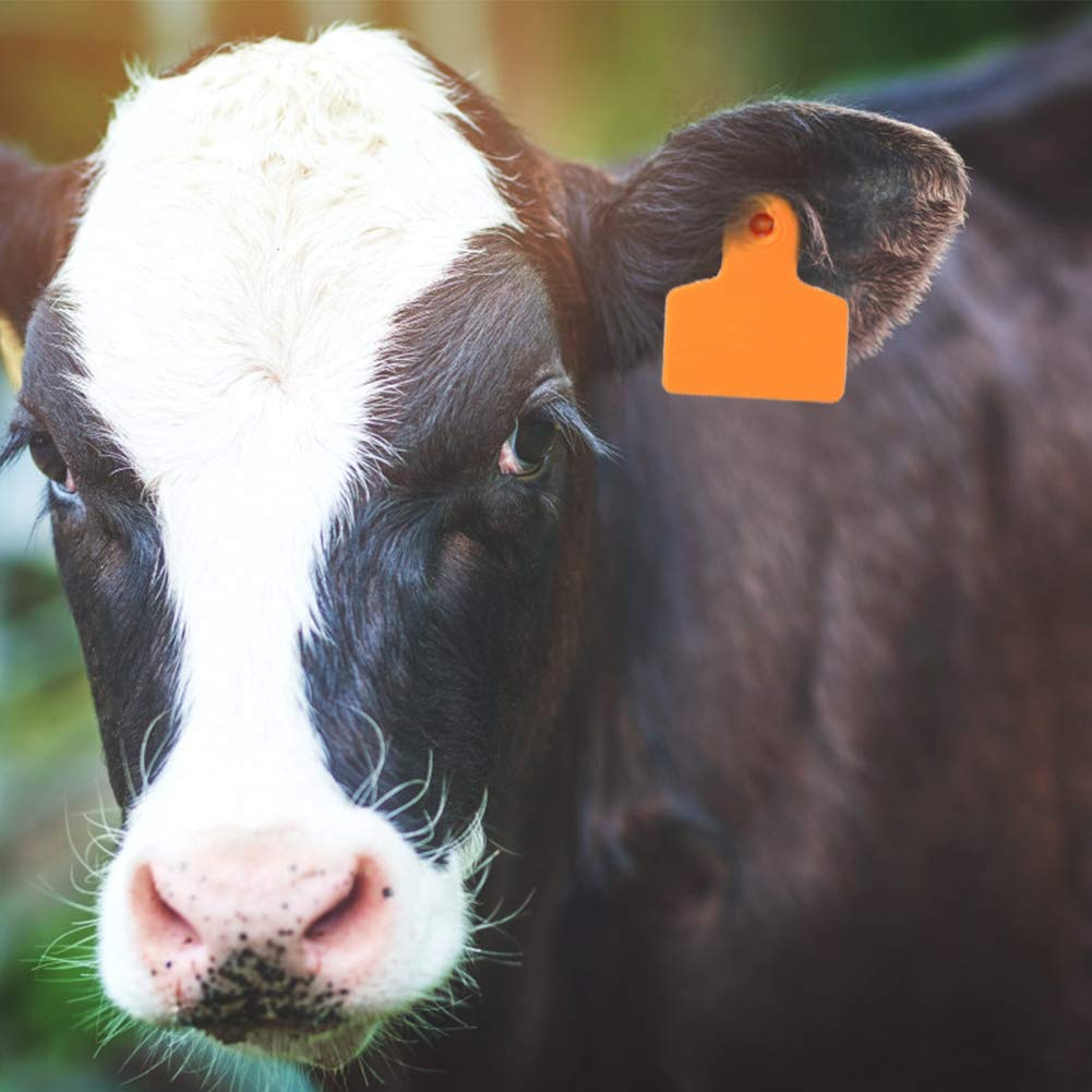 100 targhette auricolari in plastica, per animali, etichette identificative per capra, maiale, mucca, pecora, animale (arancione)