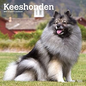 Keeshonden 2019 Calendar" 