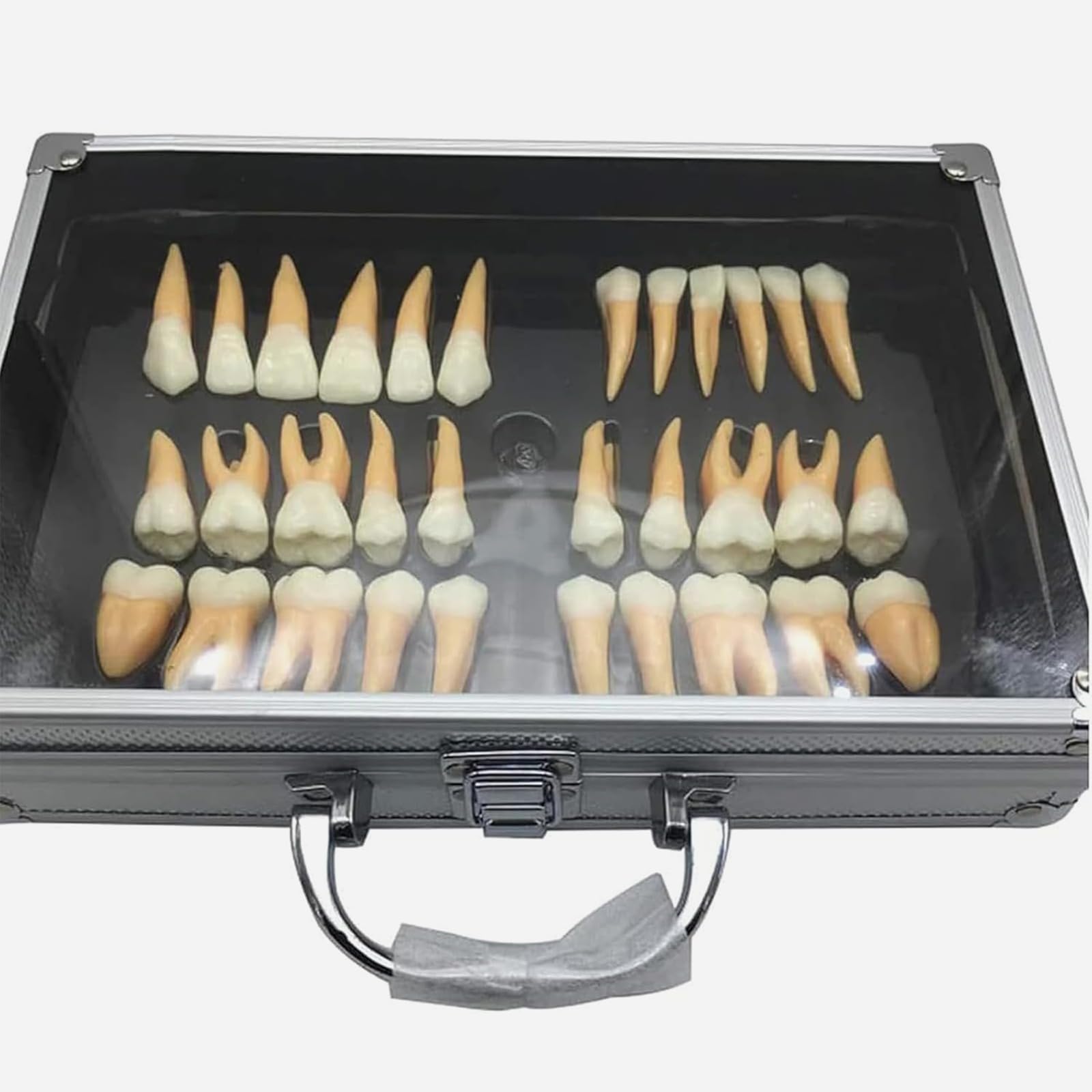 Kit di denti dentali ingranditi con custodia, strumento didattico educativo per professionisti dentali e studenti