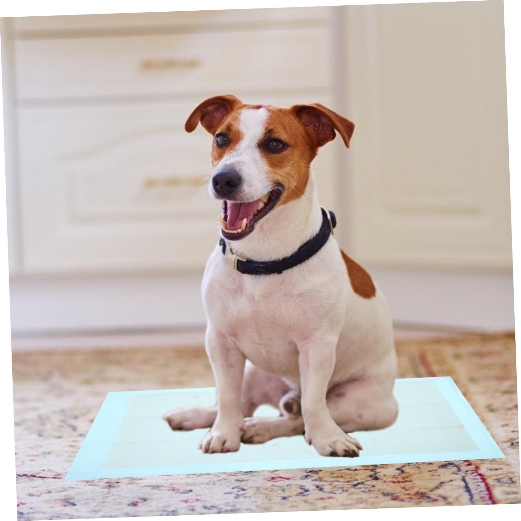 Didiseaon 50pezzi Tappetini Igienici Assorbenti e Impermeabili Per Cani e Gatti Confezione Da Perfetti Per Addestramento Di Animali Domestici Adatti Climi Umidi Per Uso Gabbie Di Piccoli