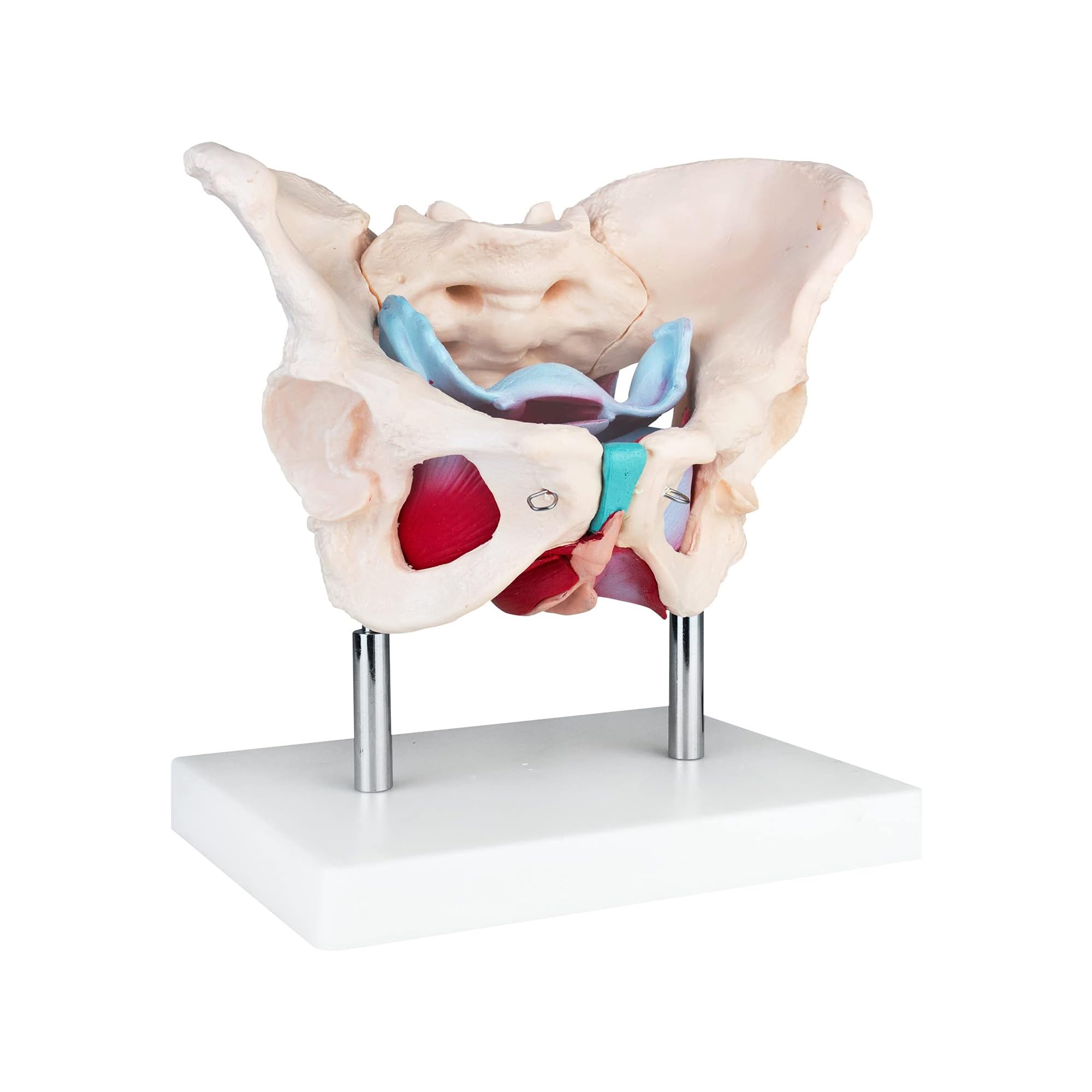 Anatomie Modell weiblicher Beckenboden, Lebensgroßes weibliches Becken mit Muskeln, 24 x 18 x 17 cm, für Schule, Studium und Anatomie-Training, Lehrmodell