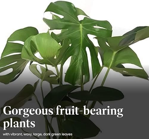 Vista 3 de American Plant Exchange - Planta viva Monstera Deliciosa en maceta de 10 pulgadas con hojas divididas, planta grande de interior, fácil de cuidar