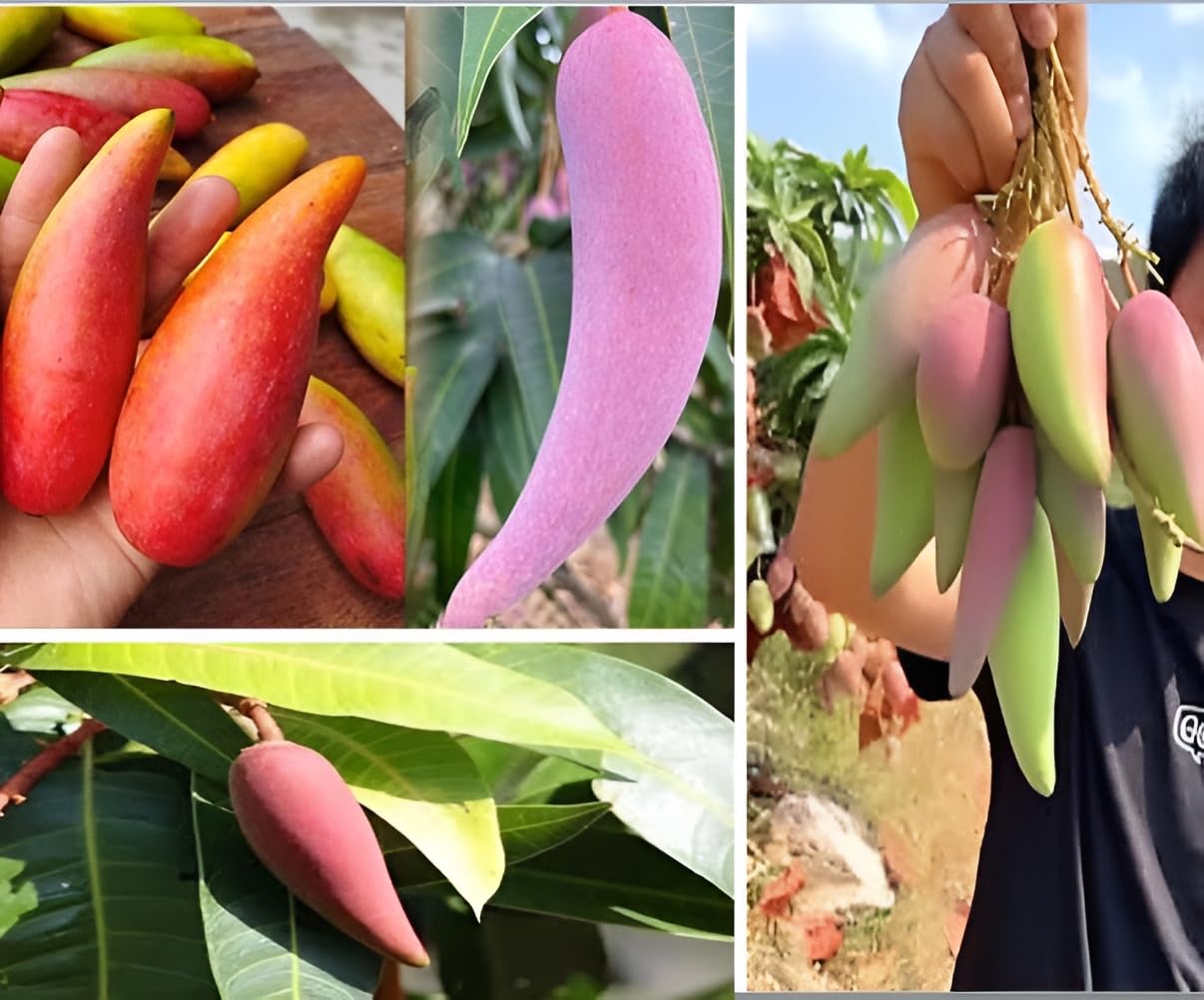 Oxiflora Chili Mango Grafted Plant Lajiao Red Variety 2/3 Feet Height Furit After 1/2 Years Hybrid Live Fruit Plant For Home Garden Long Mango Tree Plant (B0CYCF8N65) Amazon Price History, Amazon Price Tracker