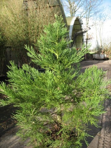 Monteverde Riesen-Sequoia Füllfederhalter – Braunes Strudelharz, Mittlere Stahlfeder, Silberne Applikationen