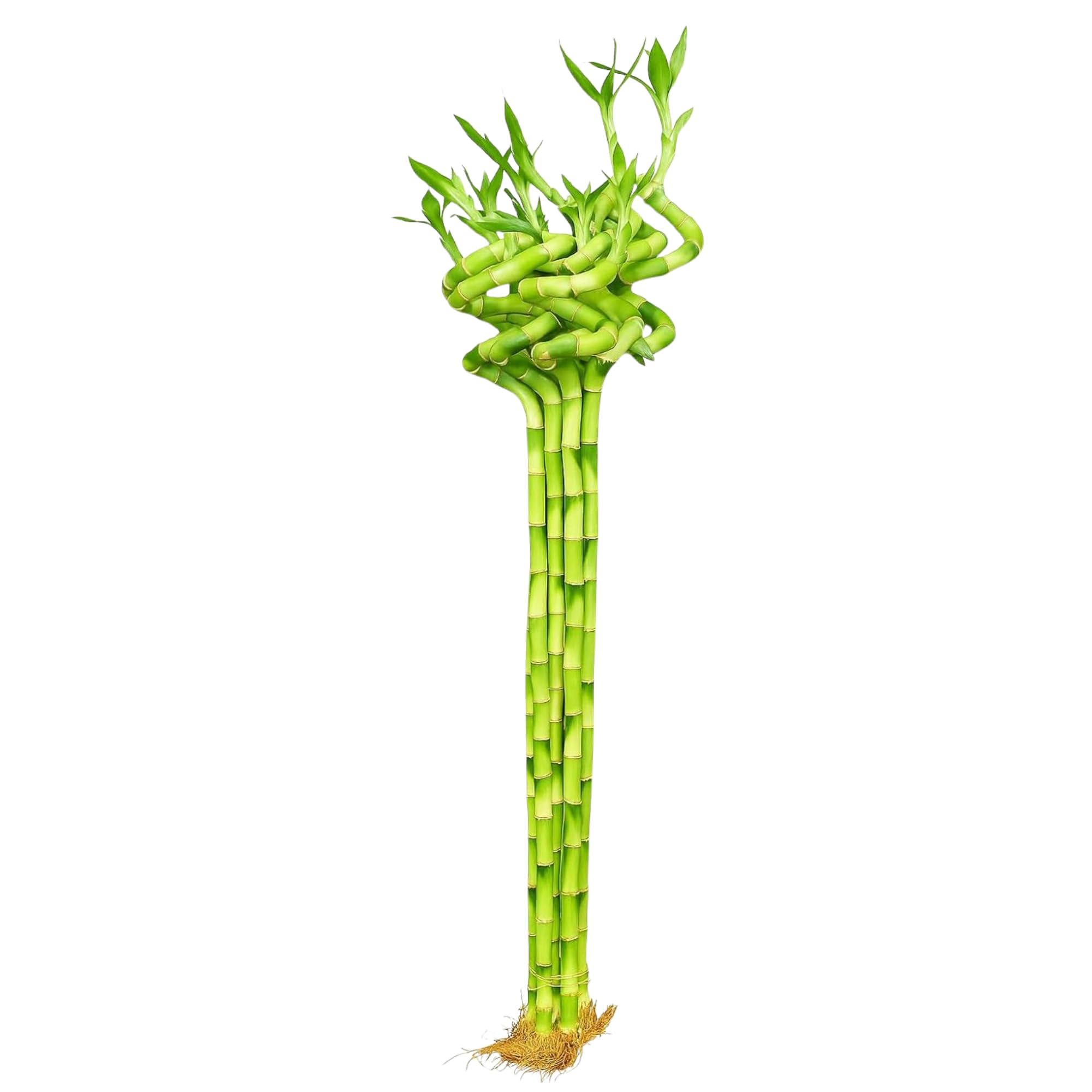 Spiral Lucky Bamboo with Growth Booster (50cm, 4 Sticks) Dancing Sticks | Live Indoor Plant for Home, Office & Gift | Feng Shui & Vastu Good Luck Plant