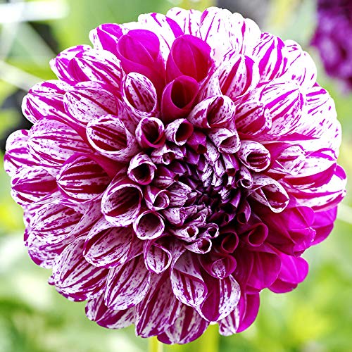 Marble Ball Dahlia