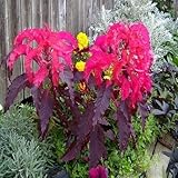 Semi Amaranthus precoce Splendor di fiori (tricolor) 200+ Semi