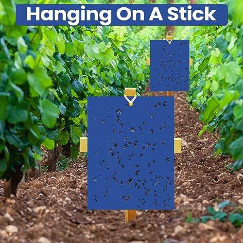 Qualirey 50 Pcs Blue 6 x 8 Inch Sticky Traps for Gnats Dual Sided Fruit Fly Sticky Traps for Indoor and Outdoor Plant with Twist Ties and Plastic Holders for Fungus Gnats, Bug, Flying Insect - Image 3