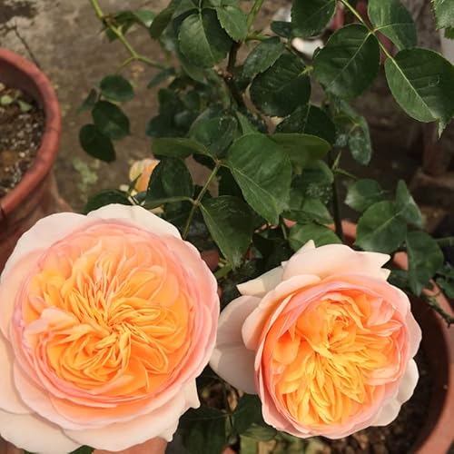 2Pcs Rose Seedlings Rosa Odorata Rose Living Plant For Home And Garden And Yards Planting Easy To Grow And Plant #TOP3