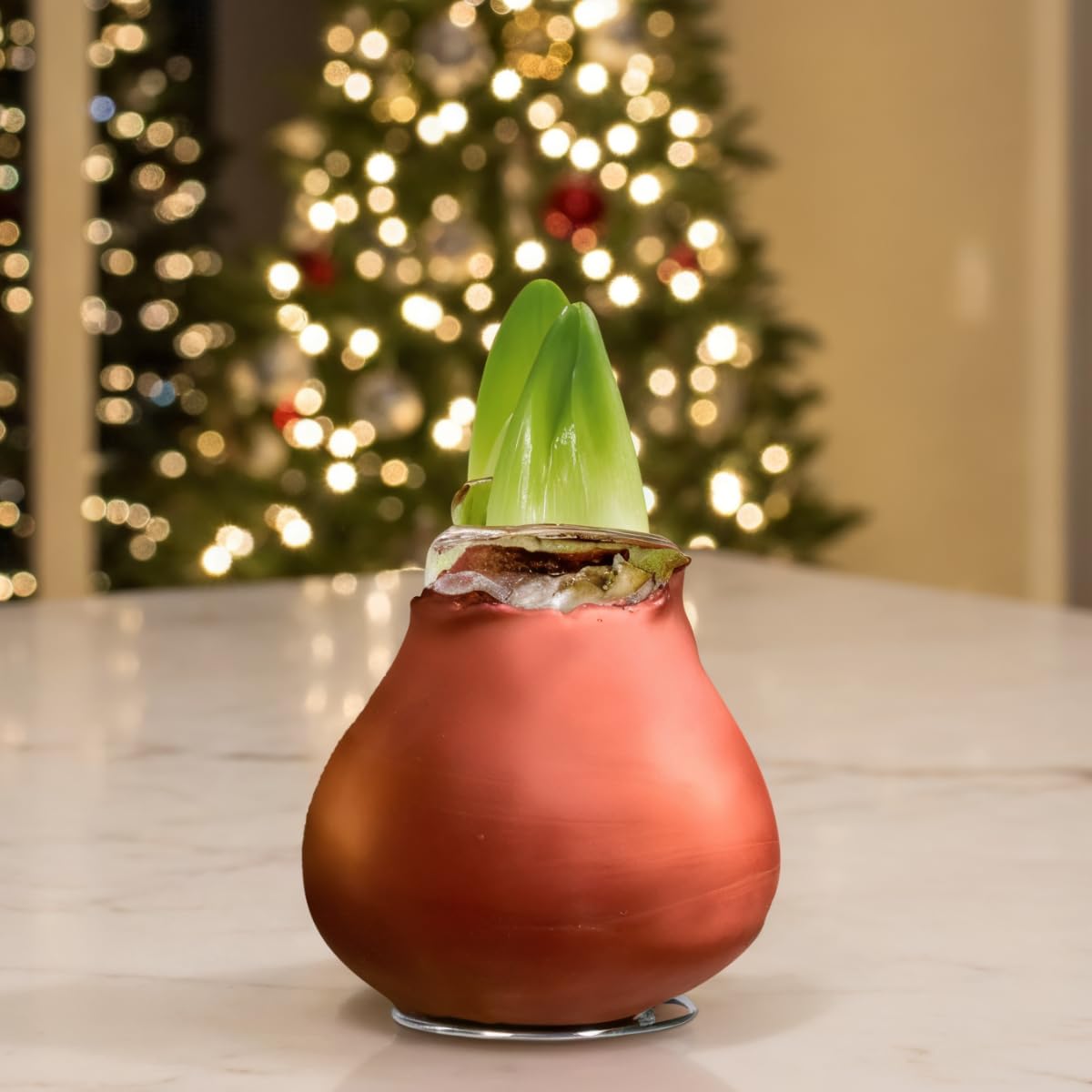 Bulbi di Amaryllis Cera Bronze - 2 Bulbi Fiori in Grande Formato 26/30