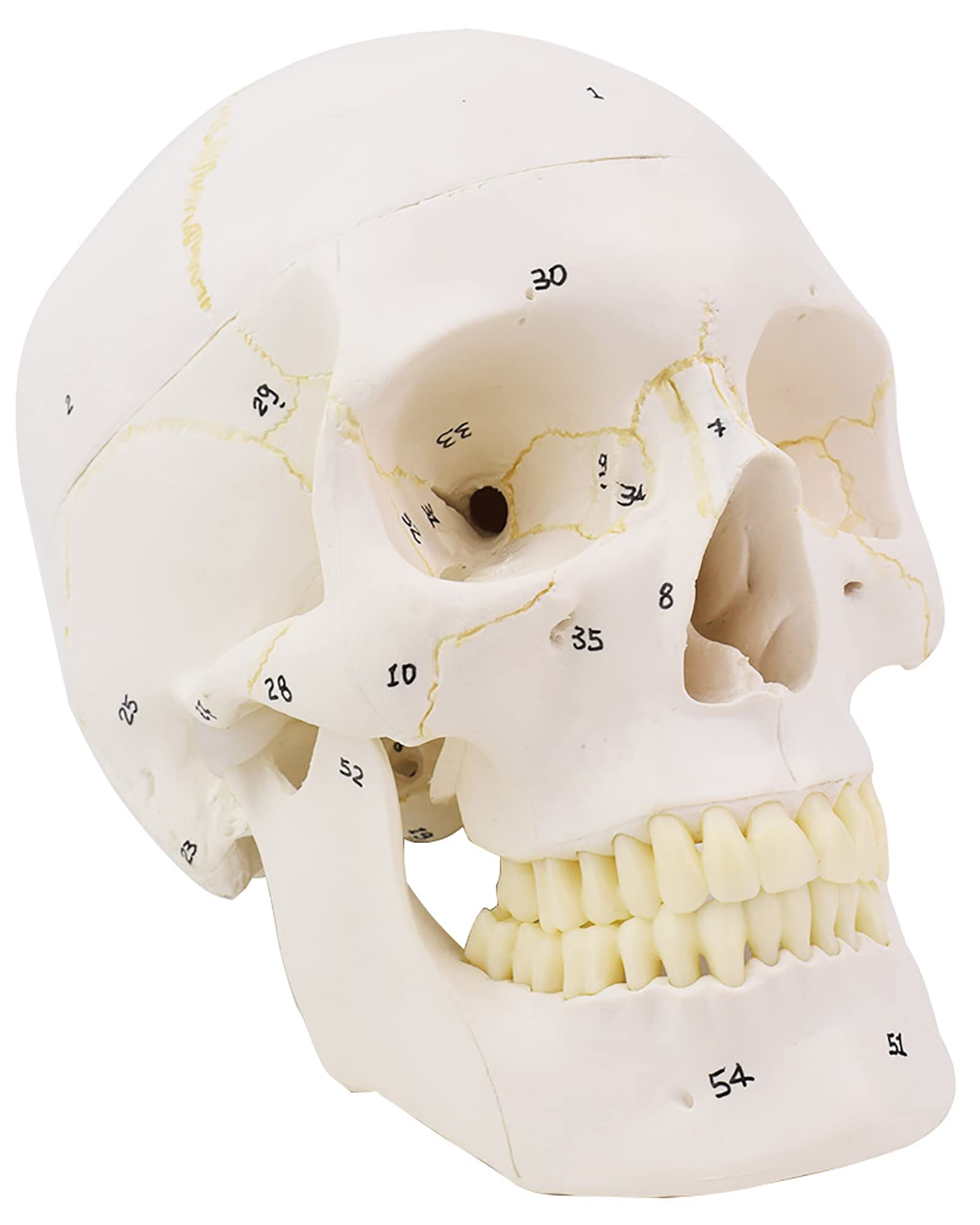 Amazon.co.jp: 1：1等身大ヒト頭骨モデルPVC骨格解剖モデル下顎骨ヒト  