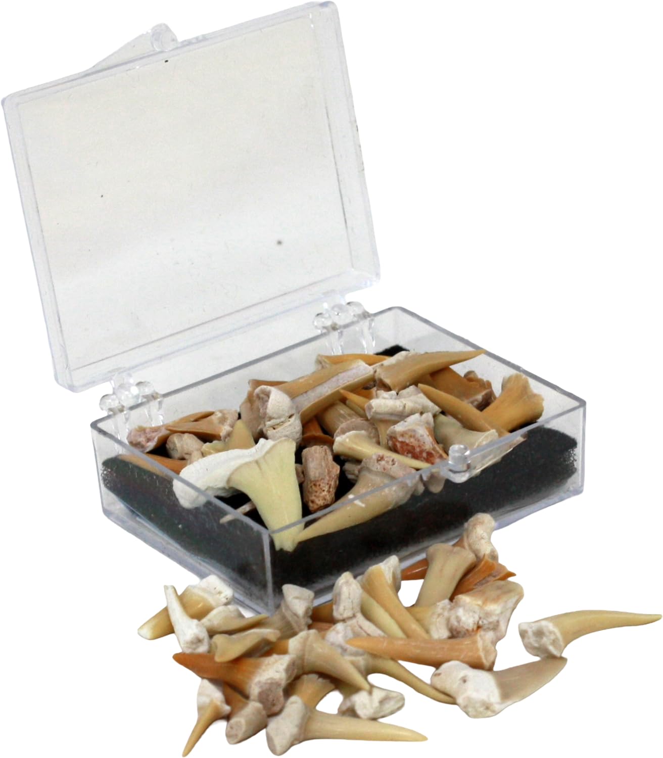Authentic Fossilized Shark Teeth in Clear Case