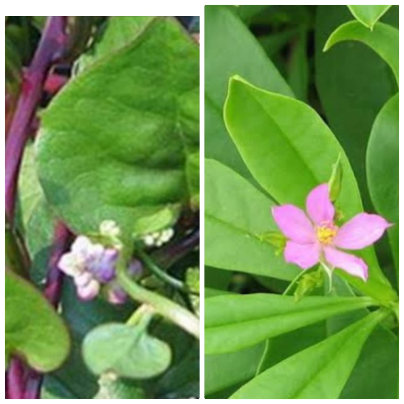 KODI PASALAI/MALABAR SPINACH/VINE SPINACH/TALINUM PANICULATUM/CELON PASALAI LIVE PLANTS - 2 (EACH 1 NO)