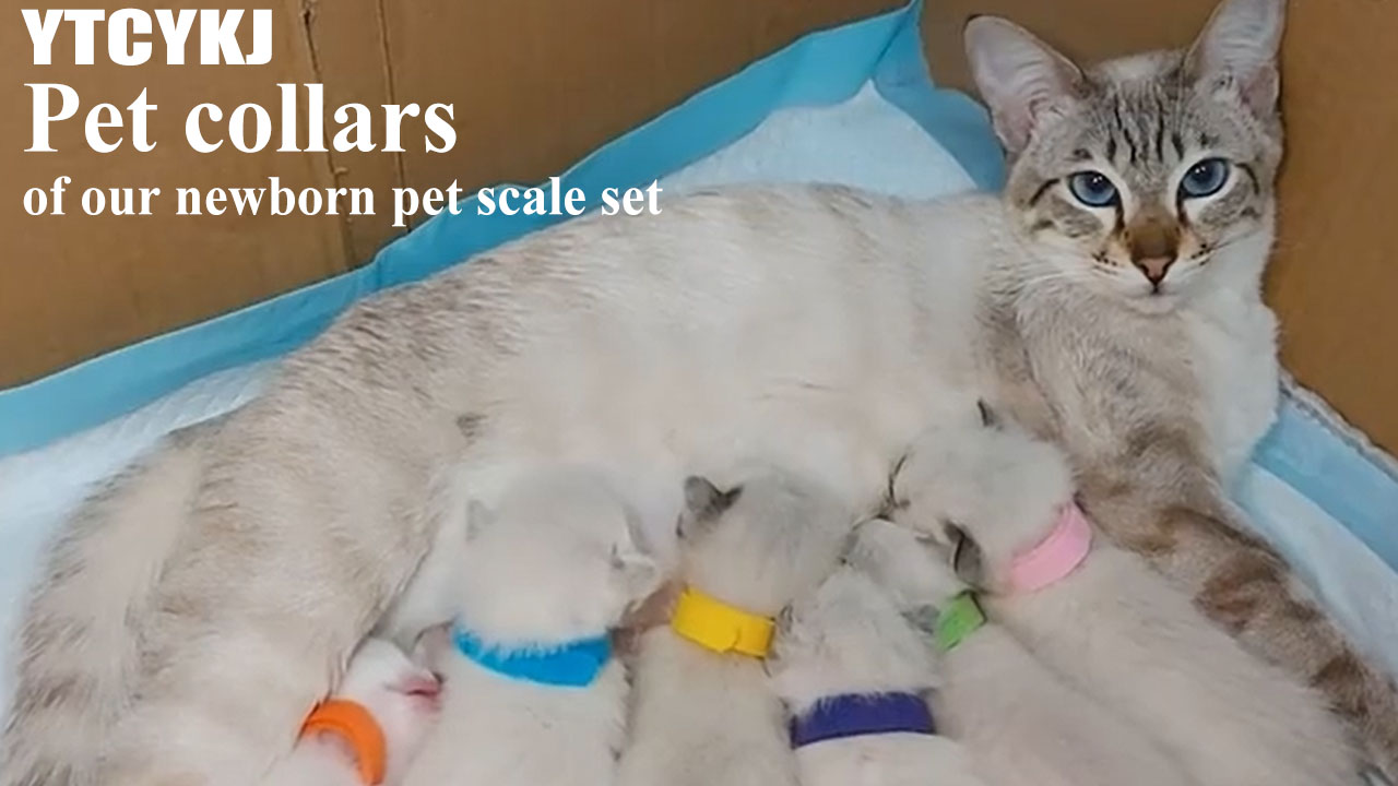 Image of Puppy Scales for Weighing, Multi-Function LCD Digital Puppy Scale for whelping with 15 Puppy Collars,Tape Measure＆Nail Clipper, Baby Scales for Small Dogs Cats Crawl Pet, Capacity up to 33 lb