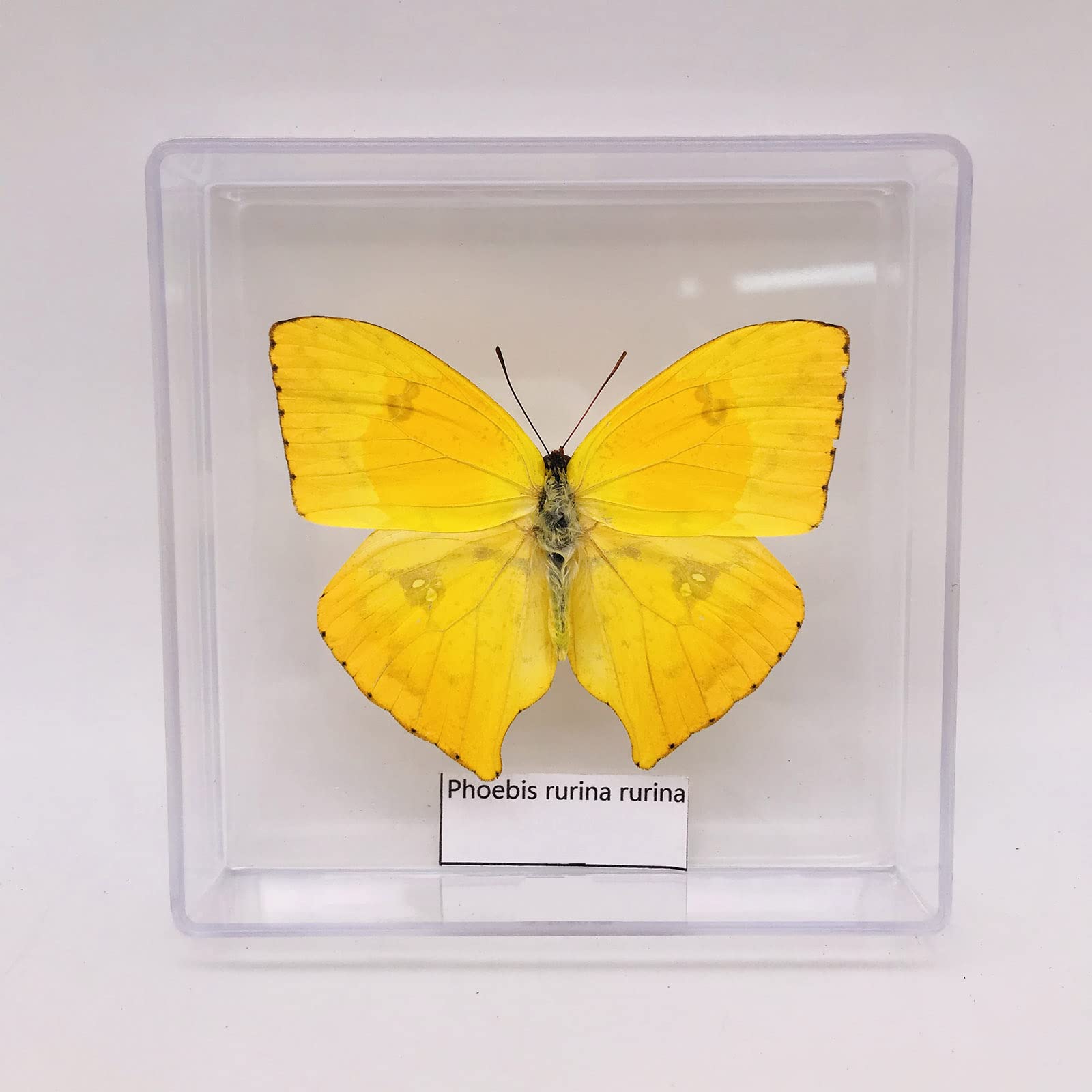 Vero Esemplare Insetto, Campione A Farfalla, Farfalla Insetto Esemplare Le Ali Di Diffusione, Mini Decorazione, Entomologo Regalo Da Collezione / Istruzione Precoce Forniture Di Osservazione(Color:B)